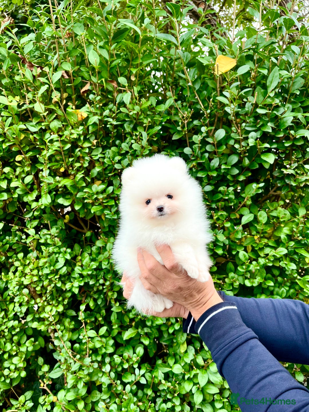 Pomeranian dogs for sale: Teddy face🐼Top quality🏆Very Tiny  - Image 12