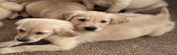 Golden Retriever dogs for sale: KC Reg Golden Retriever puppies - Ready now!!!!  - Advert 17