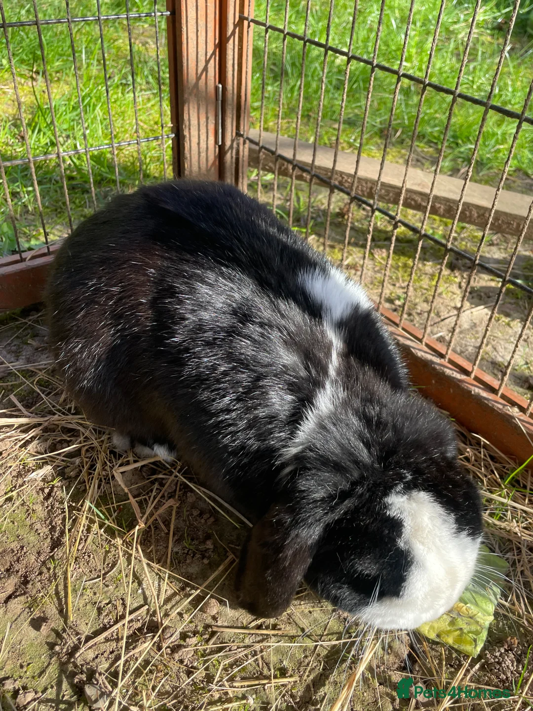 Mini Lop rabbits for sale: Deaf male mini lop - Advert 6