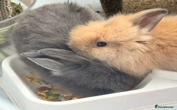 Lionhead rabbits for sale: Teddy Double & Single Lionhead Price starts at £35 - Image 31