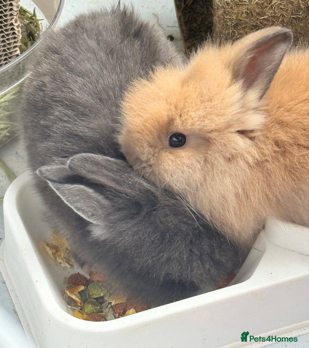 Lionhead rabbits for sale: Teddy Double & Single Lionhead Price starts at £35 - Image 31