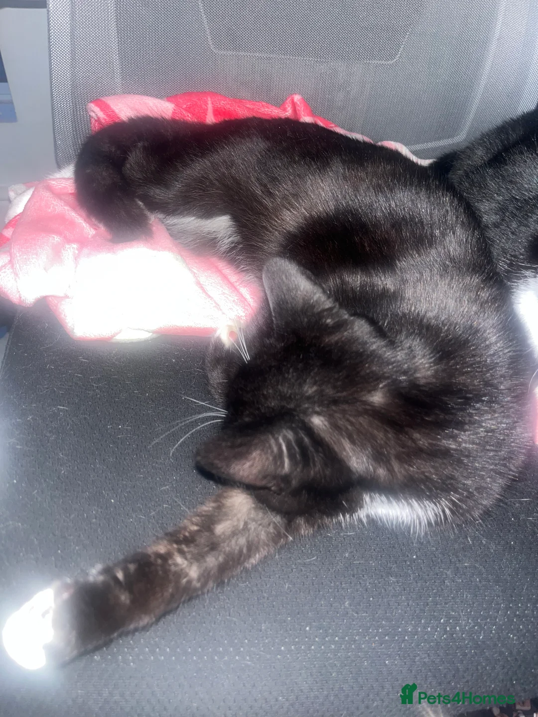 Domestic Shorthair cats for sale: READY NOW  - Advert 2