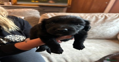 Mixed Breed dogs - Advert 5