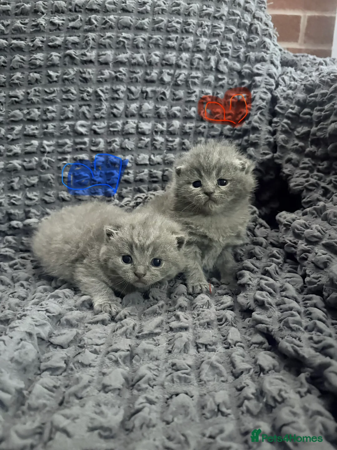 British Shorthair cats for sale: ❤️❤️❤️ Ready for booking.❤️❤️❤️ - Advert 1