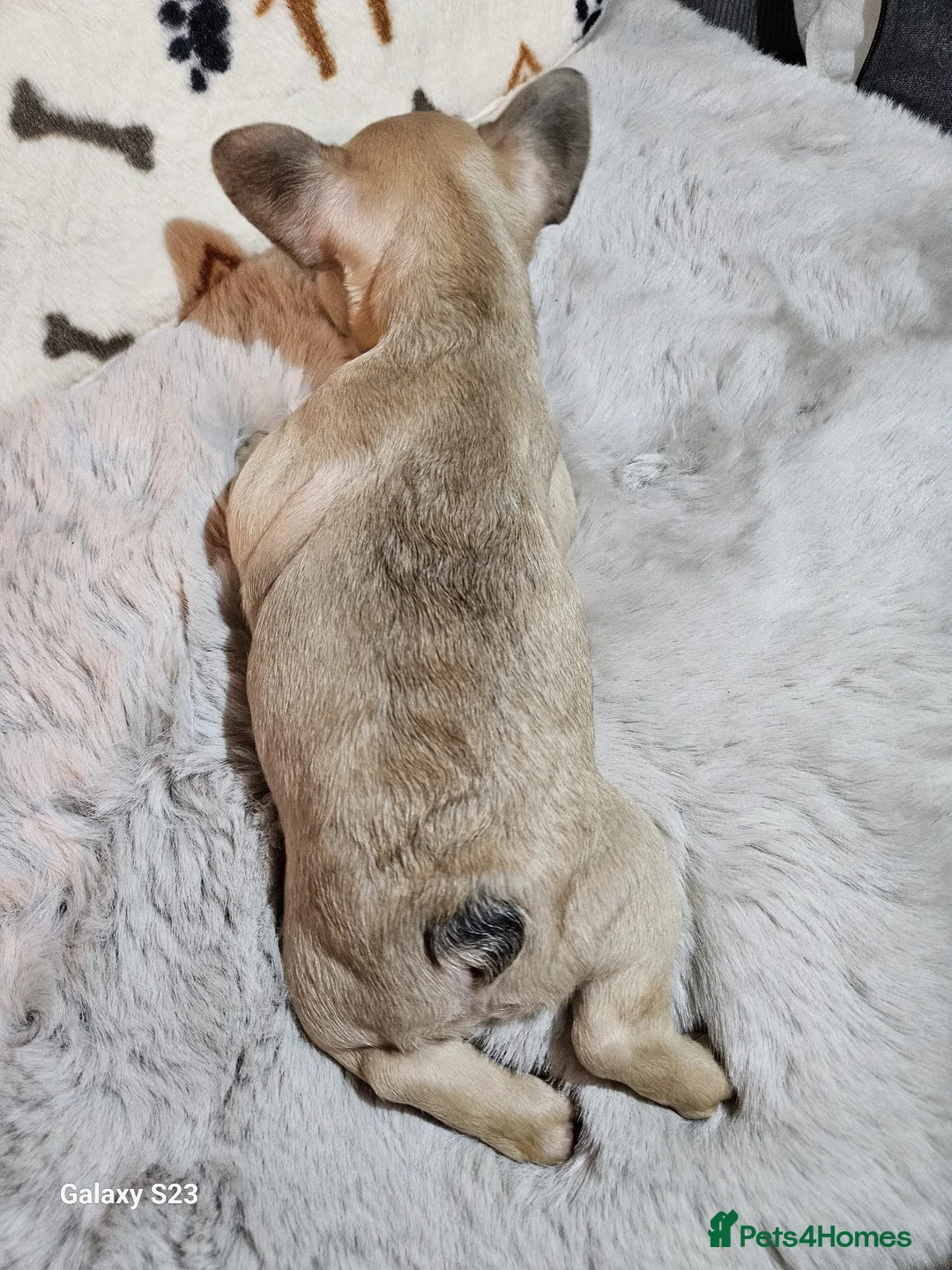 French Bulldog dogs for sale: French Bulldog Puppies – 3 Boys – Blue & Blue-Eyed - Advert 28