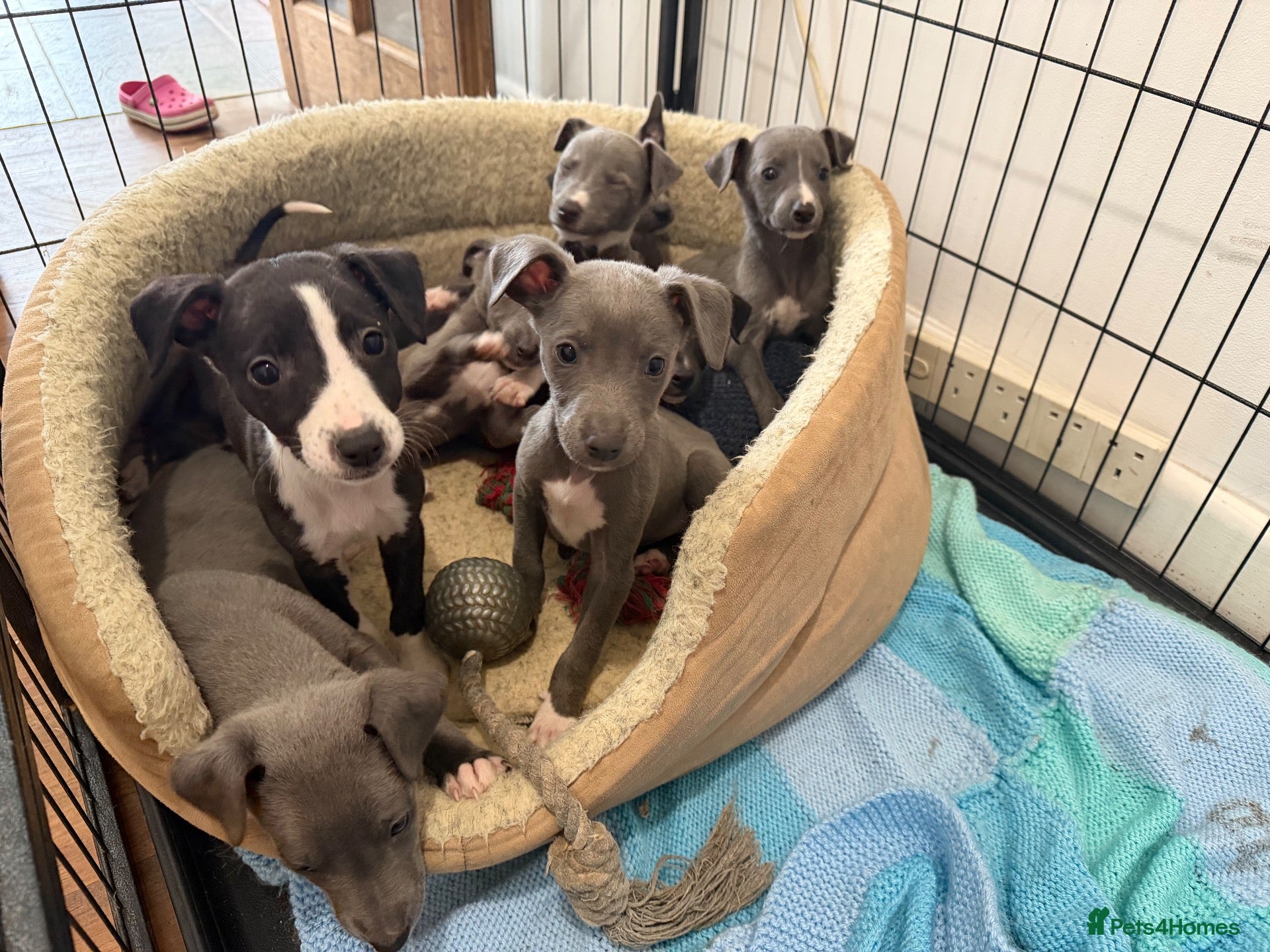Whippet dogs Whippet puppies READY TO GO NOW  - Advert 1