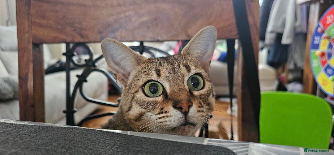 Savannah cats for sale: Beautiful Savannah F4 registered  - Image 3