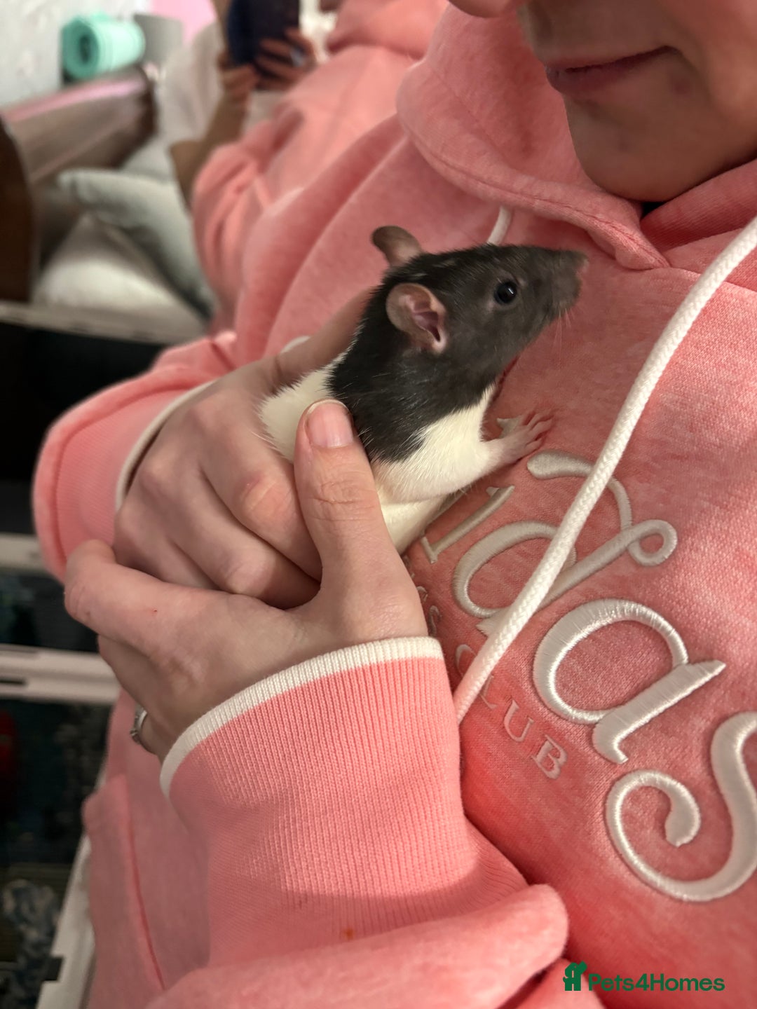 Rat rodents for sale: 2 female rats with cage and accessories  - Advert 1