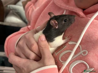 Rat rodents 2 female rats with cage and accessories - Advert 12