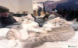 British Shorthair cats for sale: British shorthair kittens  - Image 1