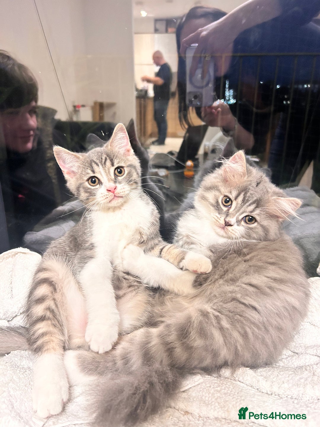 British Shorthair cats for sale: British shorthair kittens  - Image 1
