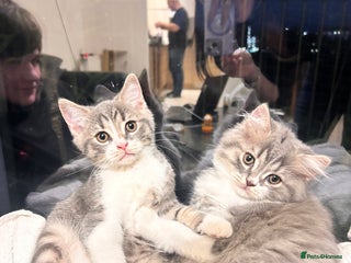 British Shorthair cats - Advert 10