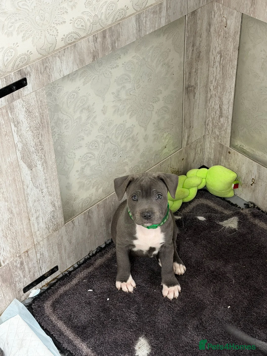 Staffordshire Bull Terrier dogs for sale: Male blue Staffordshire bull terrier puppy - Advert 1