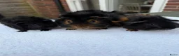 Guinea Pig rodents for sale: Male trio in Fleet - Advert 4