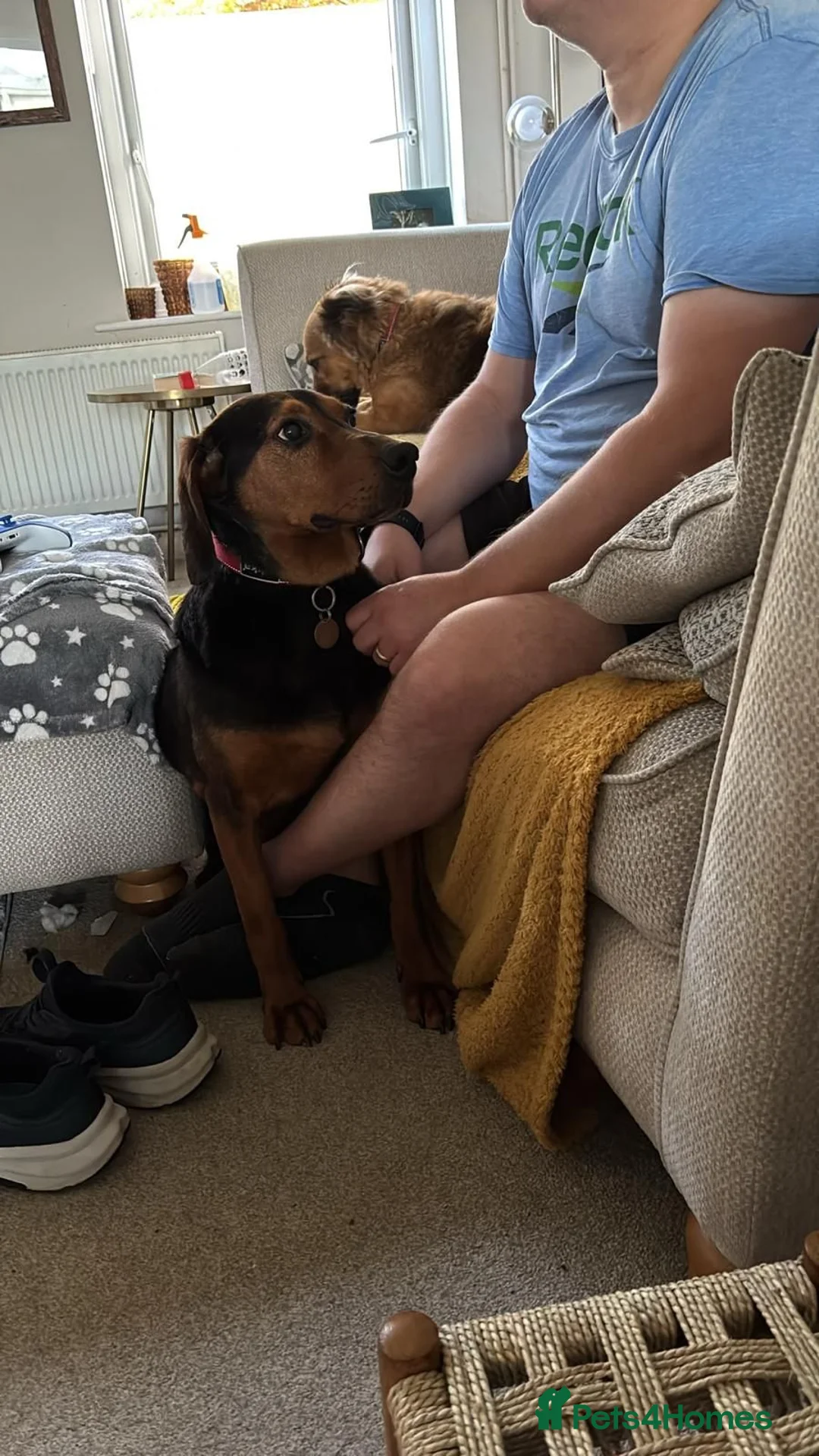 Mixed Breed dogs for sale: 6 year old beautiful boy looking for home - Advert 7