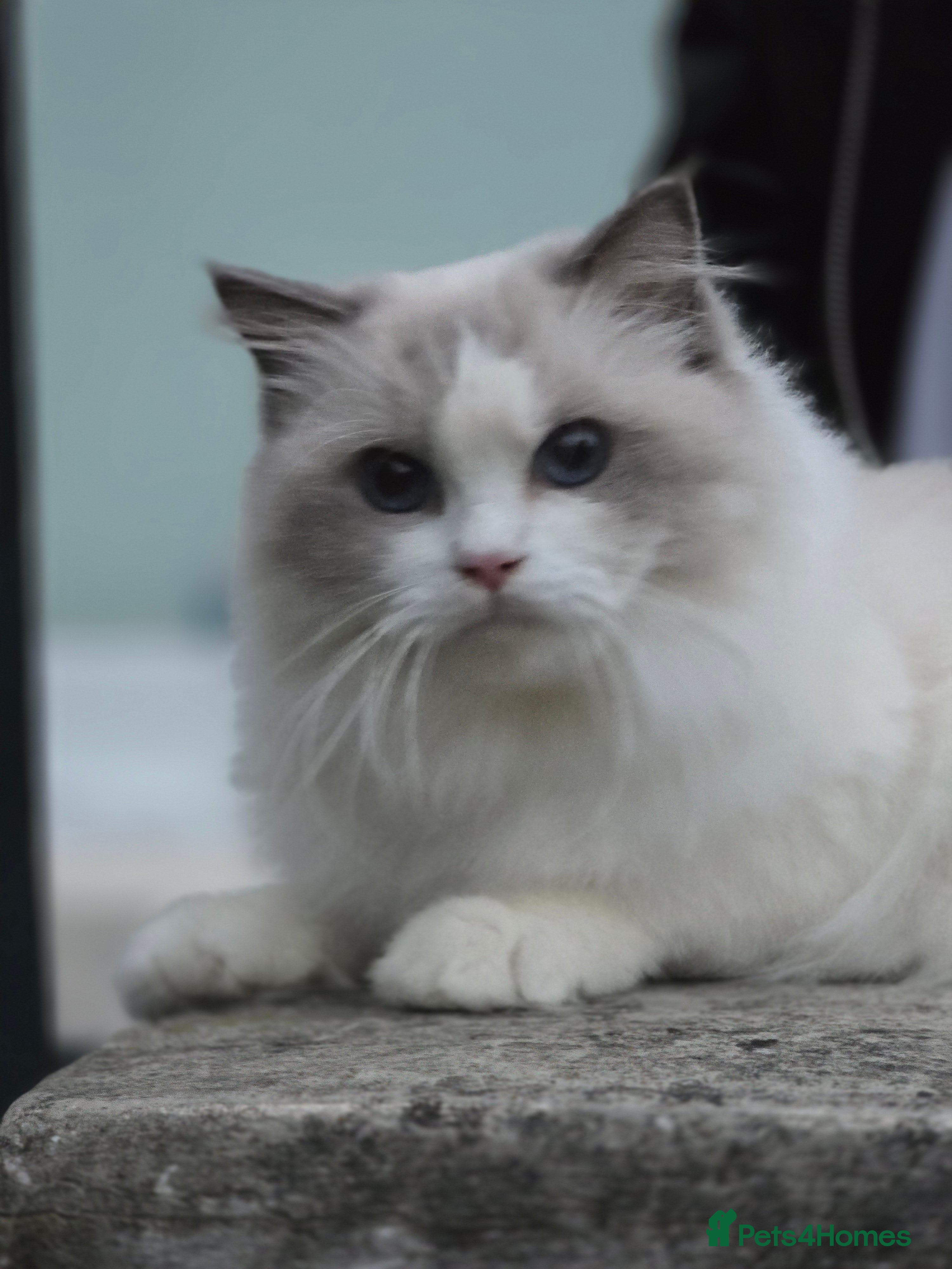 Ragdoll cats Stunning Pedigree Ragdoll Kittens ✨️Ready✨️ - Advert 3