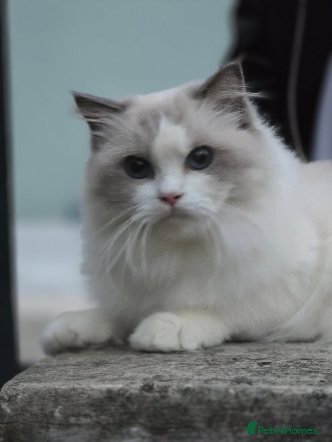 Ragdoll cats for sale: Stunning Pedigree Ragdoll Kittens ✨️Ready✨️ - Advert 2