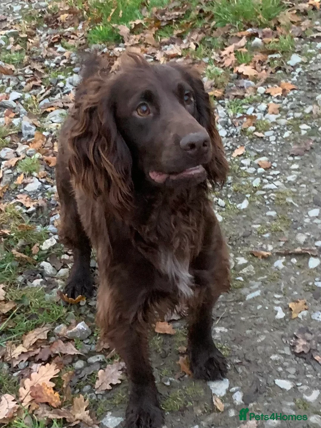 Cocker Spaniel dogs for stud: Boris (Bryn Rhos Major) for stud in Ammanford - Advert 3
