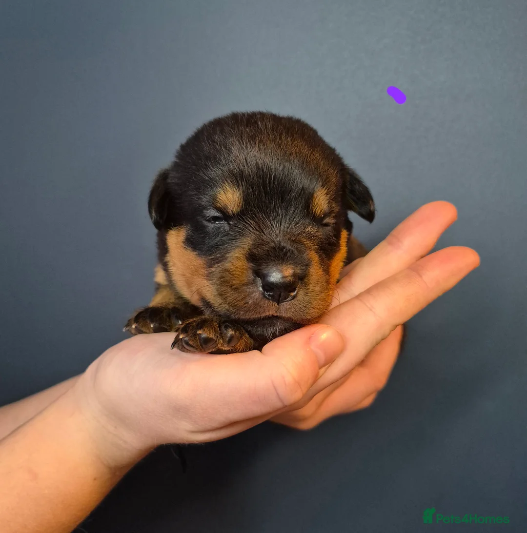 Rottweiler dogs for sale: 🩷BIG VIN GIRLS AVAILABLE🩷 - Advert 8