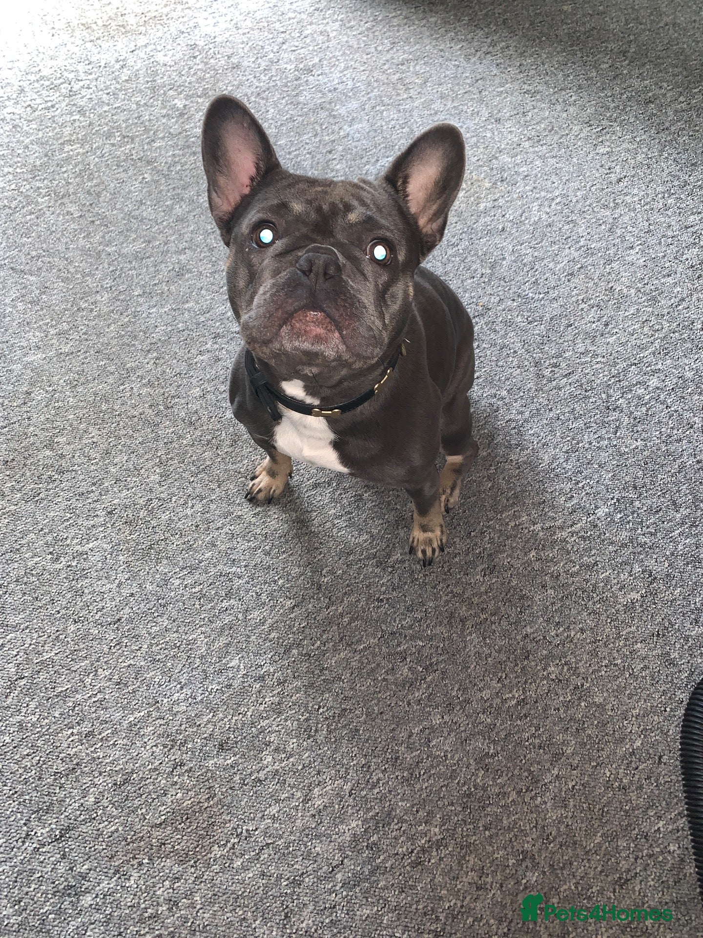 French Bulldog dogs French bull dog female blue  - Advert 5