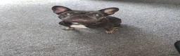 French Bulldog dogs for sale: French bull dog female blue  in Telford - Advert 1