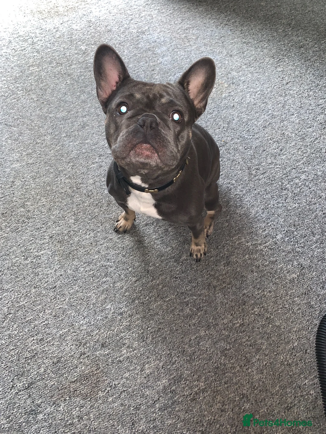 French Bulldog dogs for sale: French bull dog female blue  in Telford - Advert 1