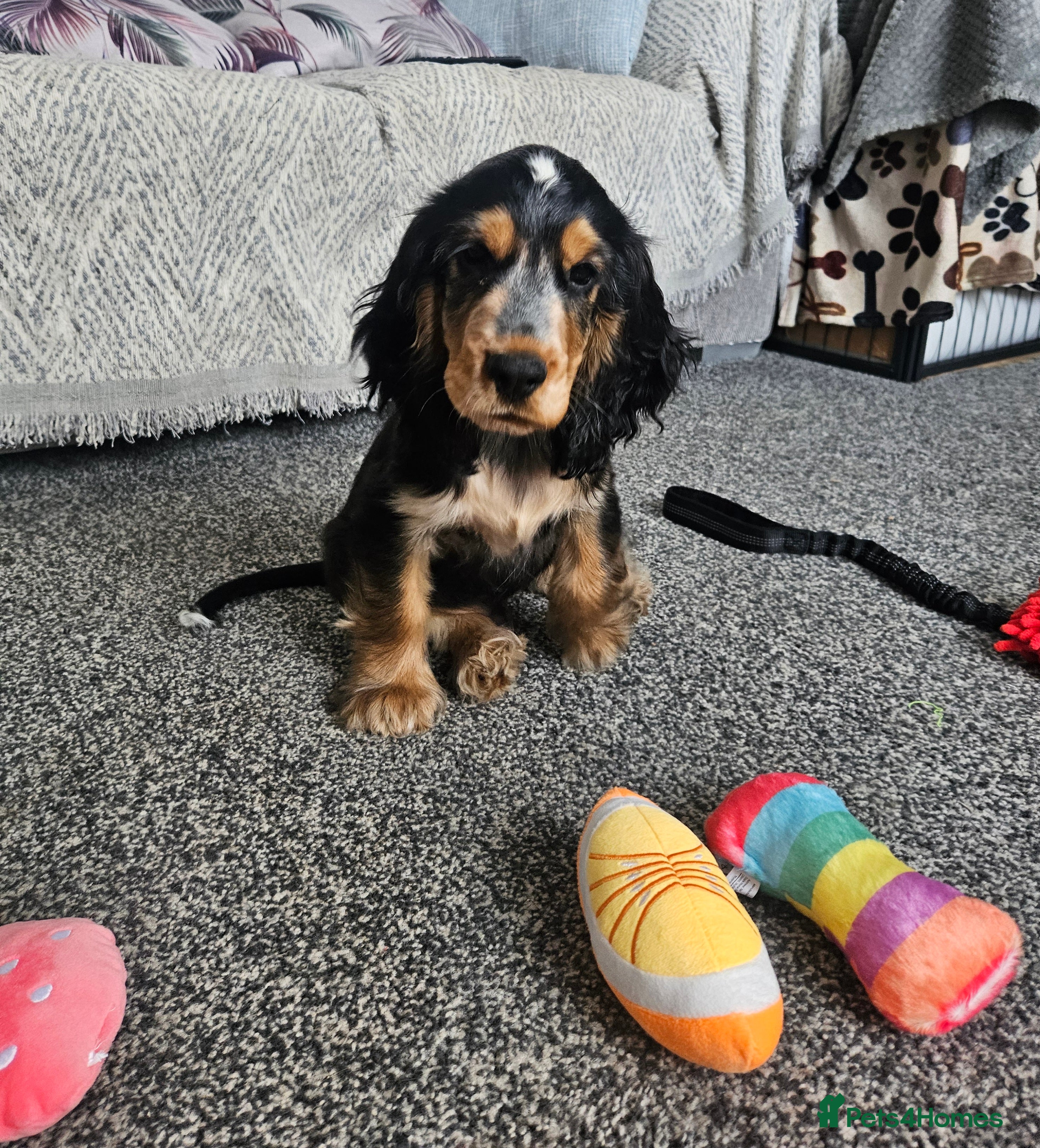 Cocker Spaniel dogs Last Boy left ready to go Show cocker spaniels - Advert 2