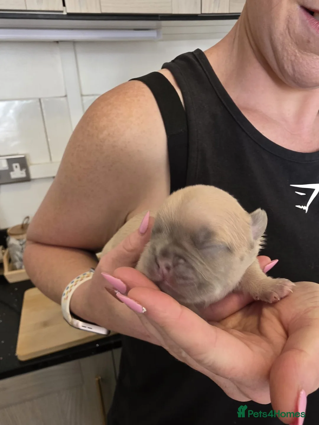 French Bulldog dogs for sale: Frenchies for sale in Bargoed - Advert 2