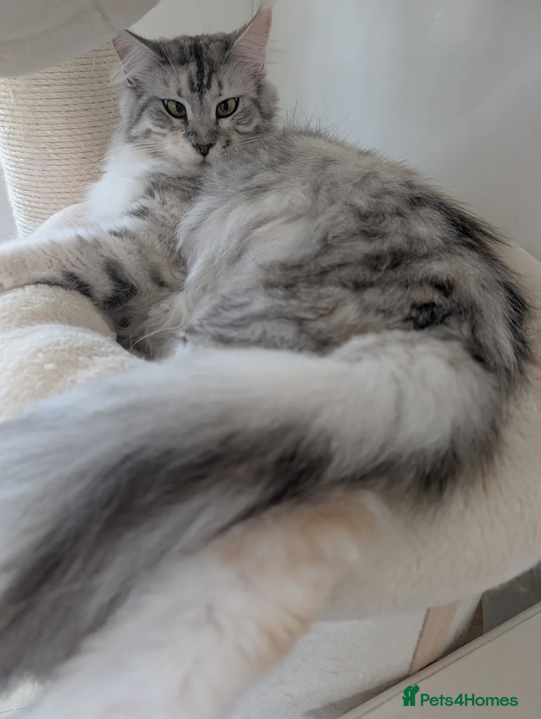 Maine Coon cats for sale: Tica Reg Maine Coon kitten from Champion lines  - Advert 6