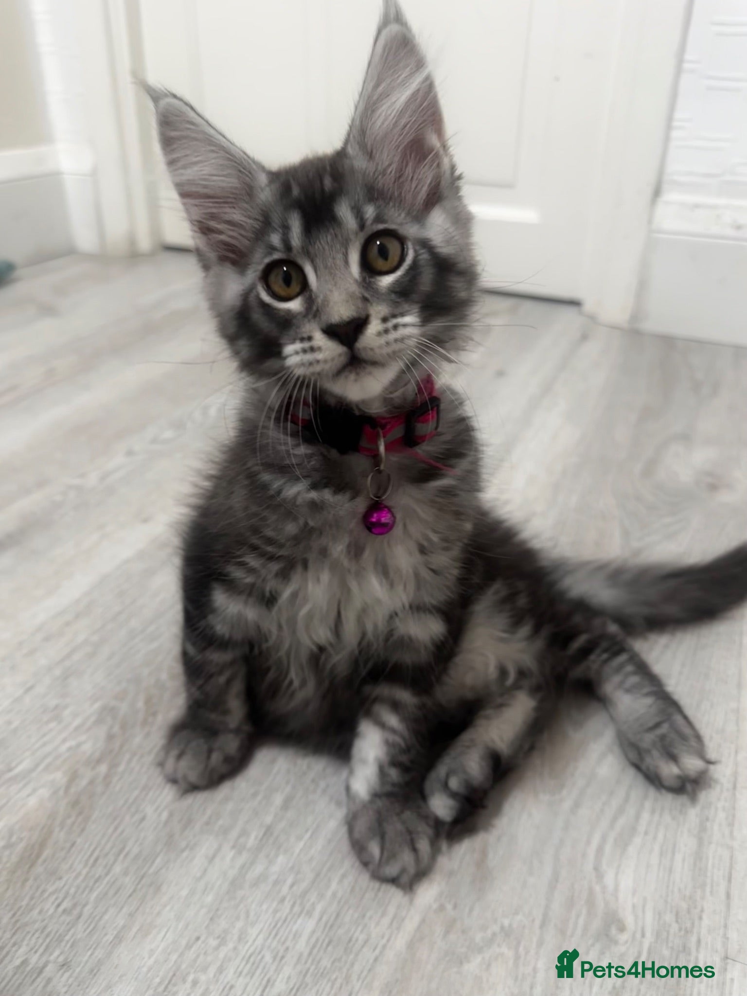 Maine Coon cats Pedagree GCCF Registered Maine Coon Kittens - Advert 1