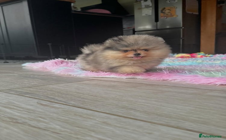 Pomeranian dogs - Advert 1