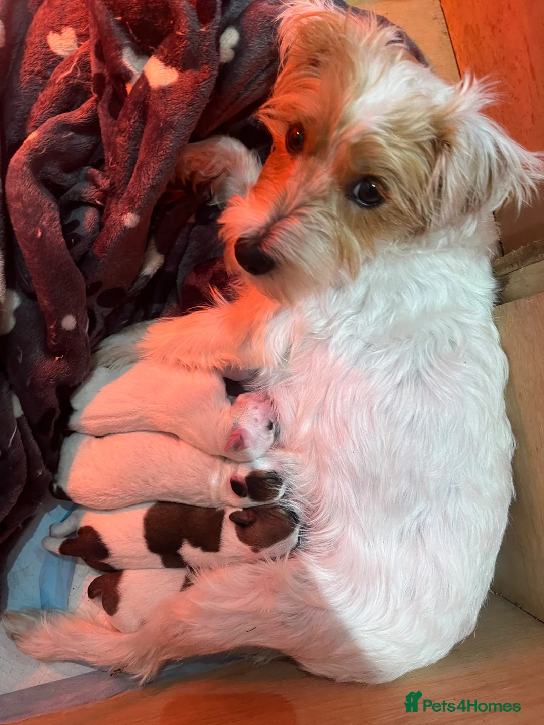 Mixed Breed dogs for sale: Jack x Parson Russell Terriers - Advert 1