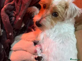 Mixed Breed dogs Jack x Parson Russell Terriers - Advert 2