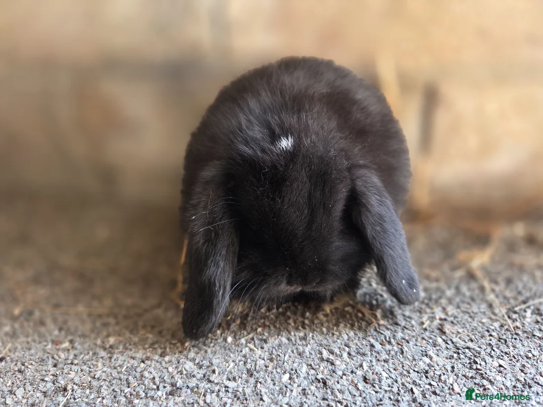 Mini Lop rabbits for sale: Gorgeous minilops ready 14th June - Advert 6