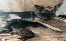 German Shepherd dogs for sale: 4 beautiful German shepherd fur babies  - Image 16