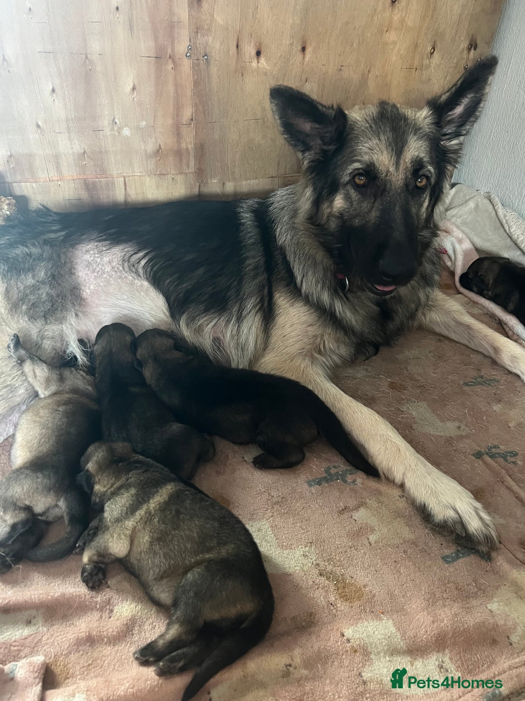 German Shepherd dogs for sale: 4 beautiful German shepherd fur babies  - Image 16