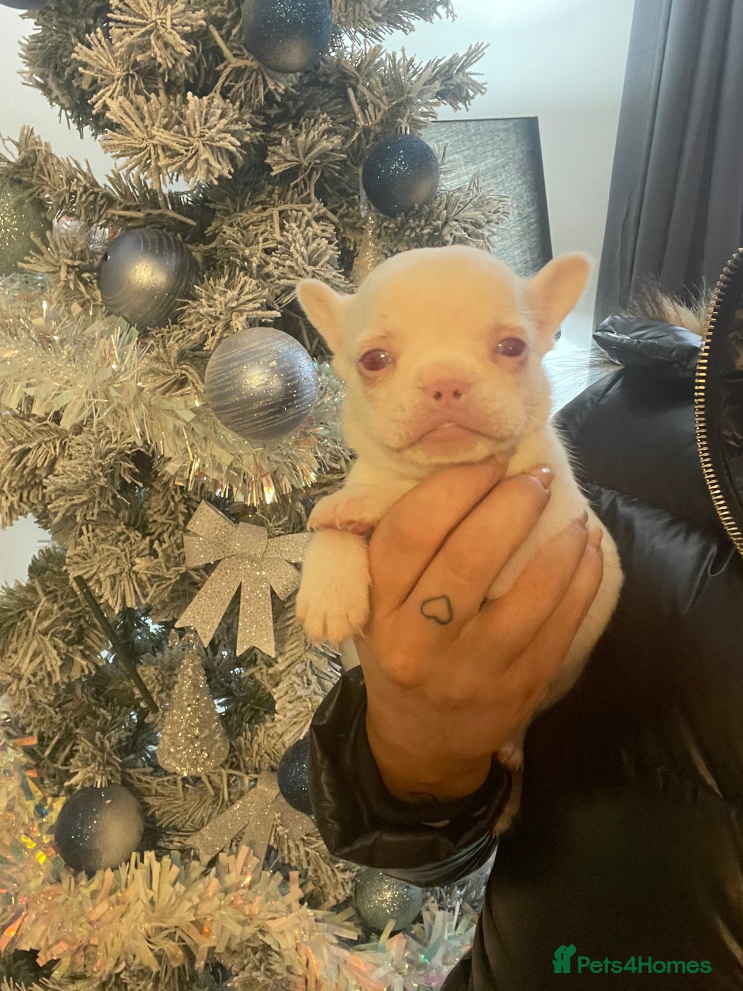 French Bulldog dogs for sale: Merle visual fluffy micro & blue teddy bear  - Advert 5