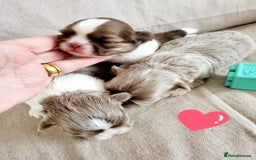 Shih Tzu dogs for sale: KC IMPERIAL SHISH TZU - Image 10