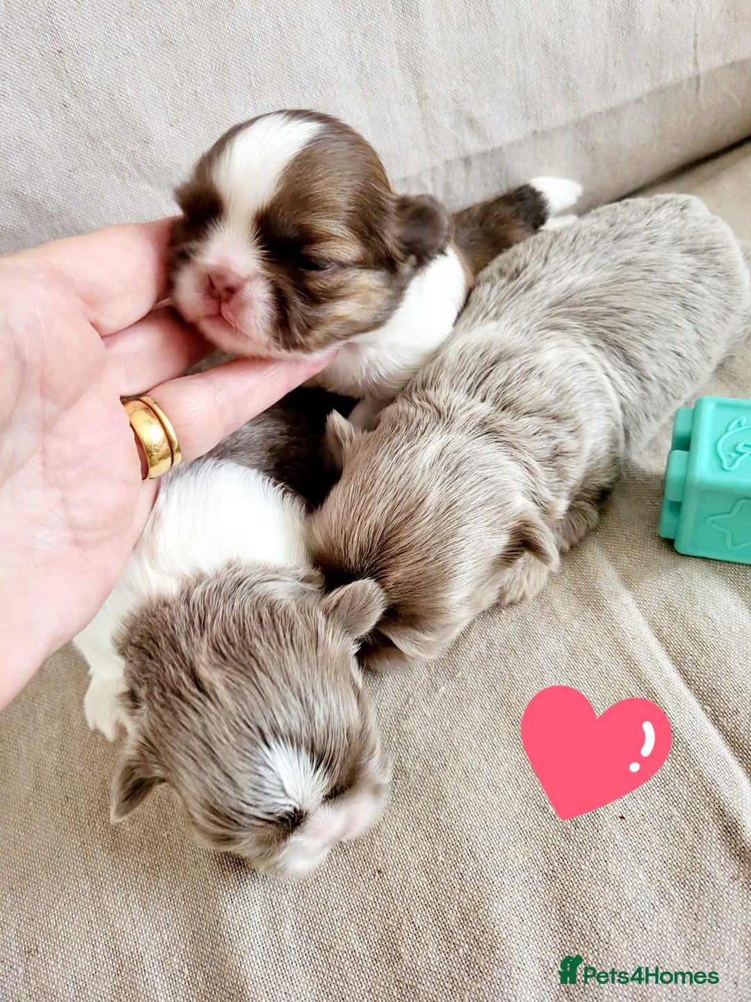 Shih Tzu dogs for sale: KC IMPERIAL SHISH TZU - Image 10