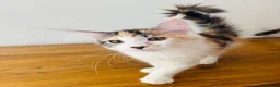 Maine Coon cats for sale: Pure bred Maine coon Kittens  - Advert 9