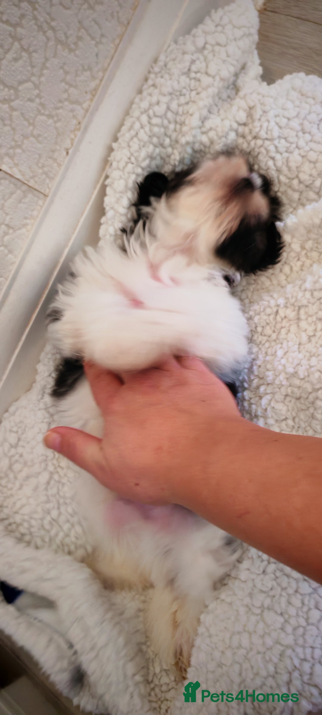 Shih Tzu dogs for sale: Beautiful full breed fluffy Shih Tzu boy  - Advert 6