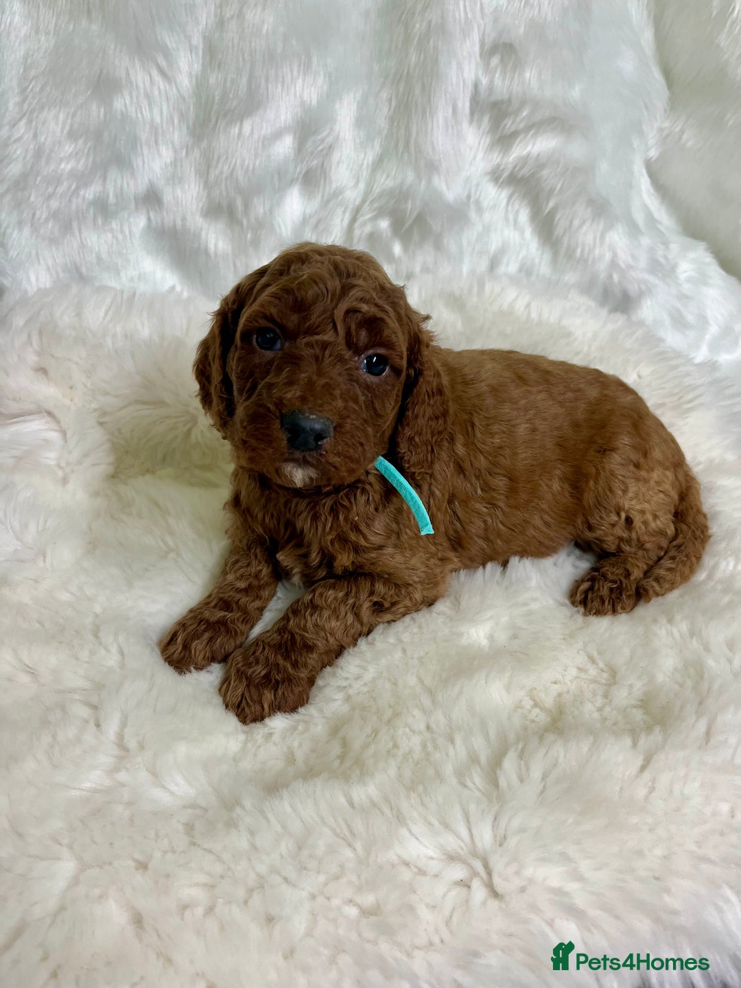 Goldendoodle dogs for sale: multigenerational Australian Golden doubledoodles - Advert 26