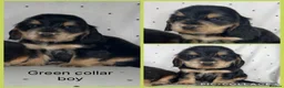 Cocker Spaniel dogs for sale: KC Show Type , Health clear puppies in Doncaster - Advert 8