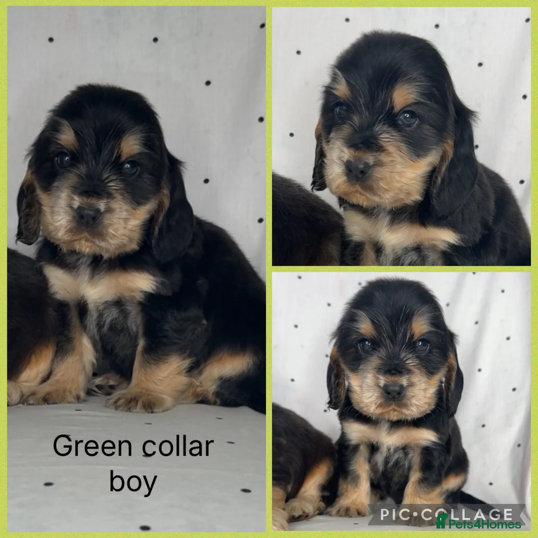 Cocker Spaniel dogs for sale: KC Show Type , Health clear puppies in Doncaster - Advert 8