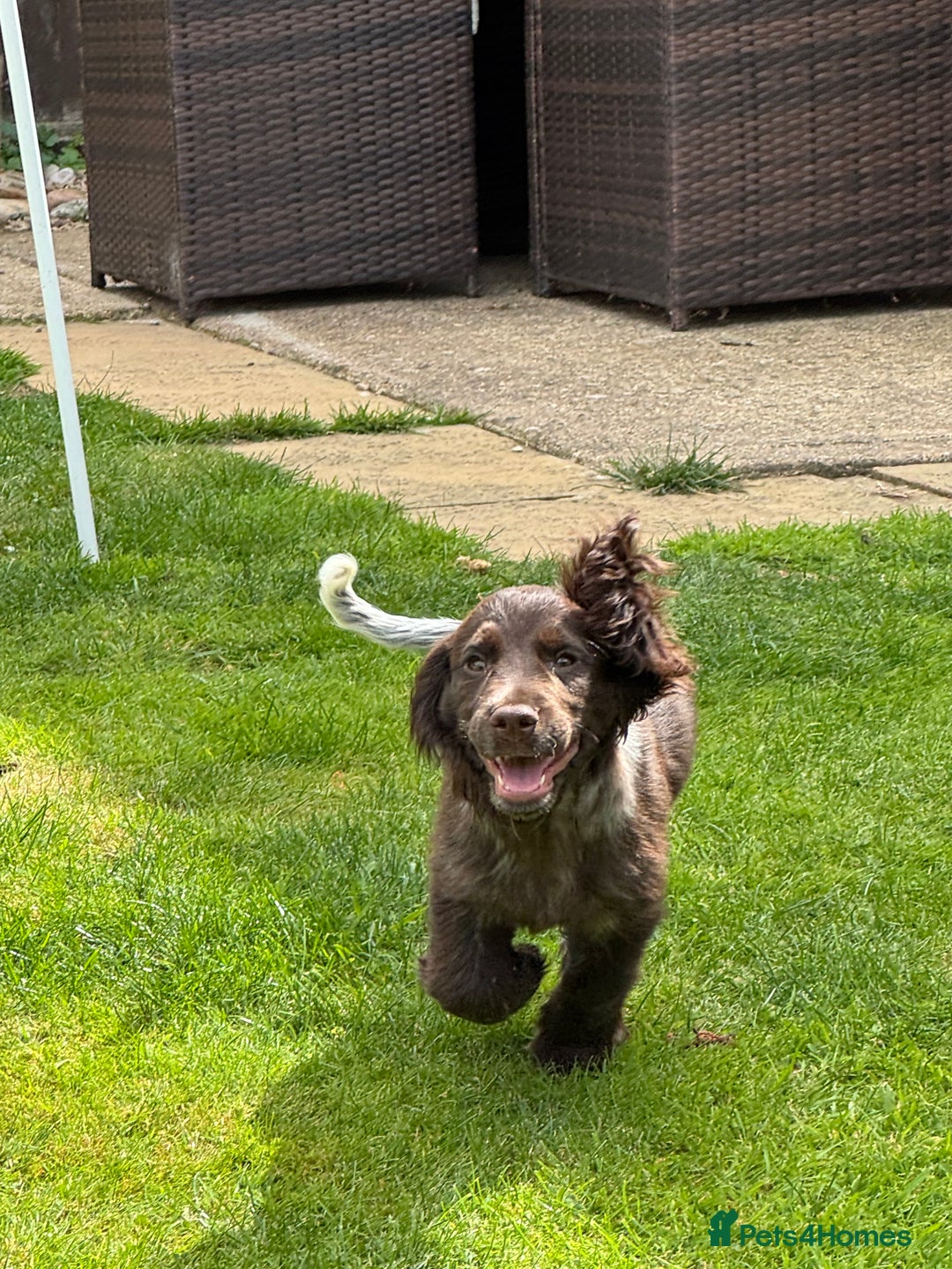 Cocker Spaniel dogs for sale: Cocker Spaniel - 1 Remaining! - Image 5