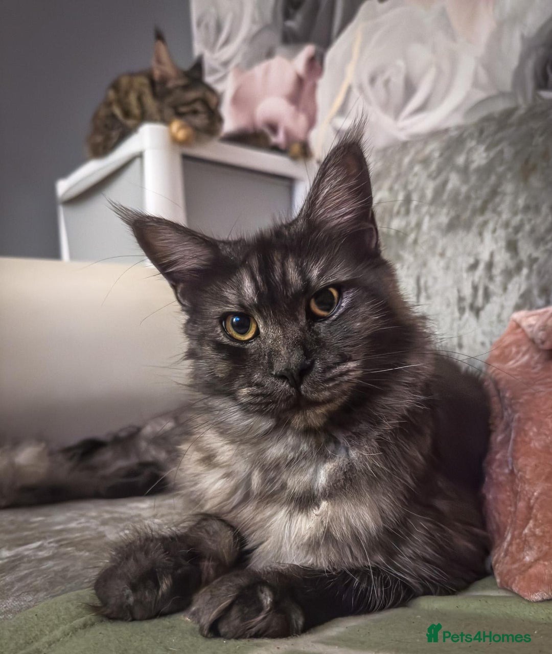 Maine Coon cats for sale: Full breed gorgeous Mainecoon kittens ready Jan 31 - Advert 15
