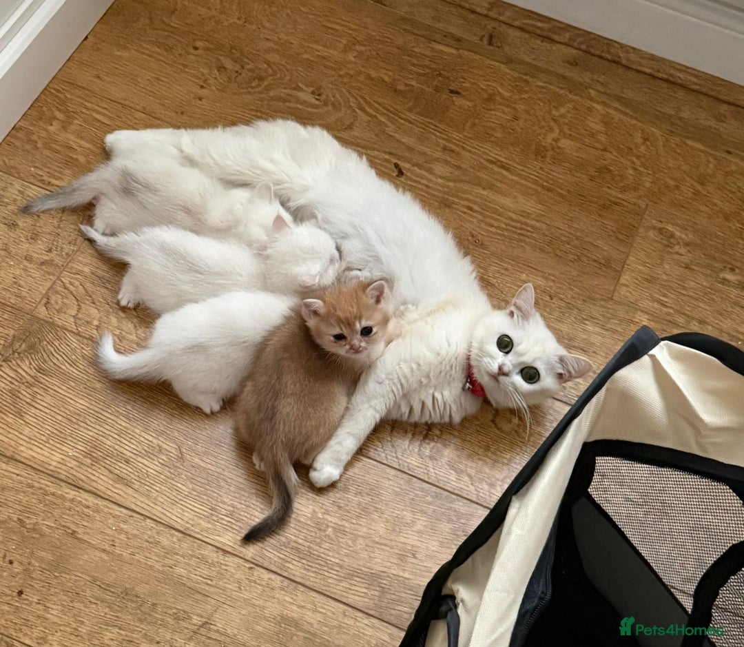 British Shorthair cats for sale: British Shorthair Chinchilla - Advert 18