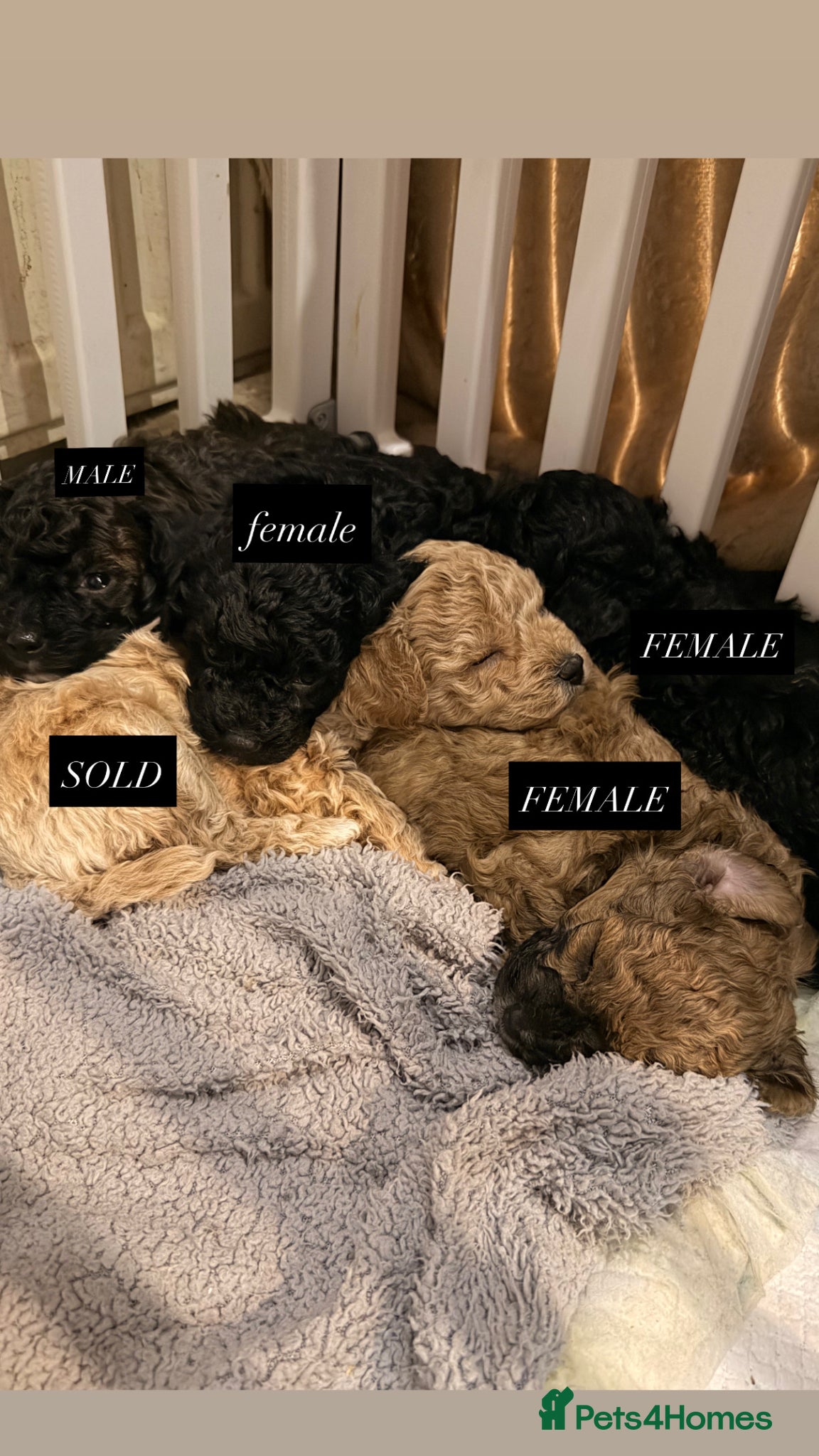 Poochon dogs Poochon puppies for sale - Advert 1