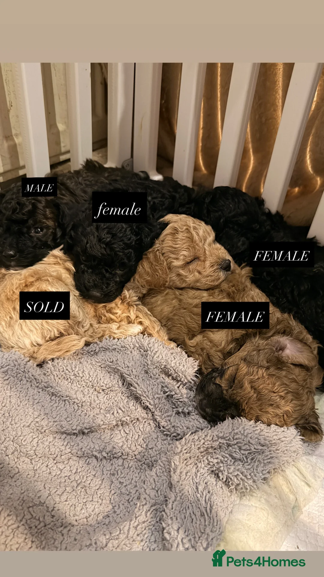 Poochon dogs for sale: Poochon puppies for sale - Advert 1