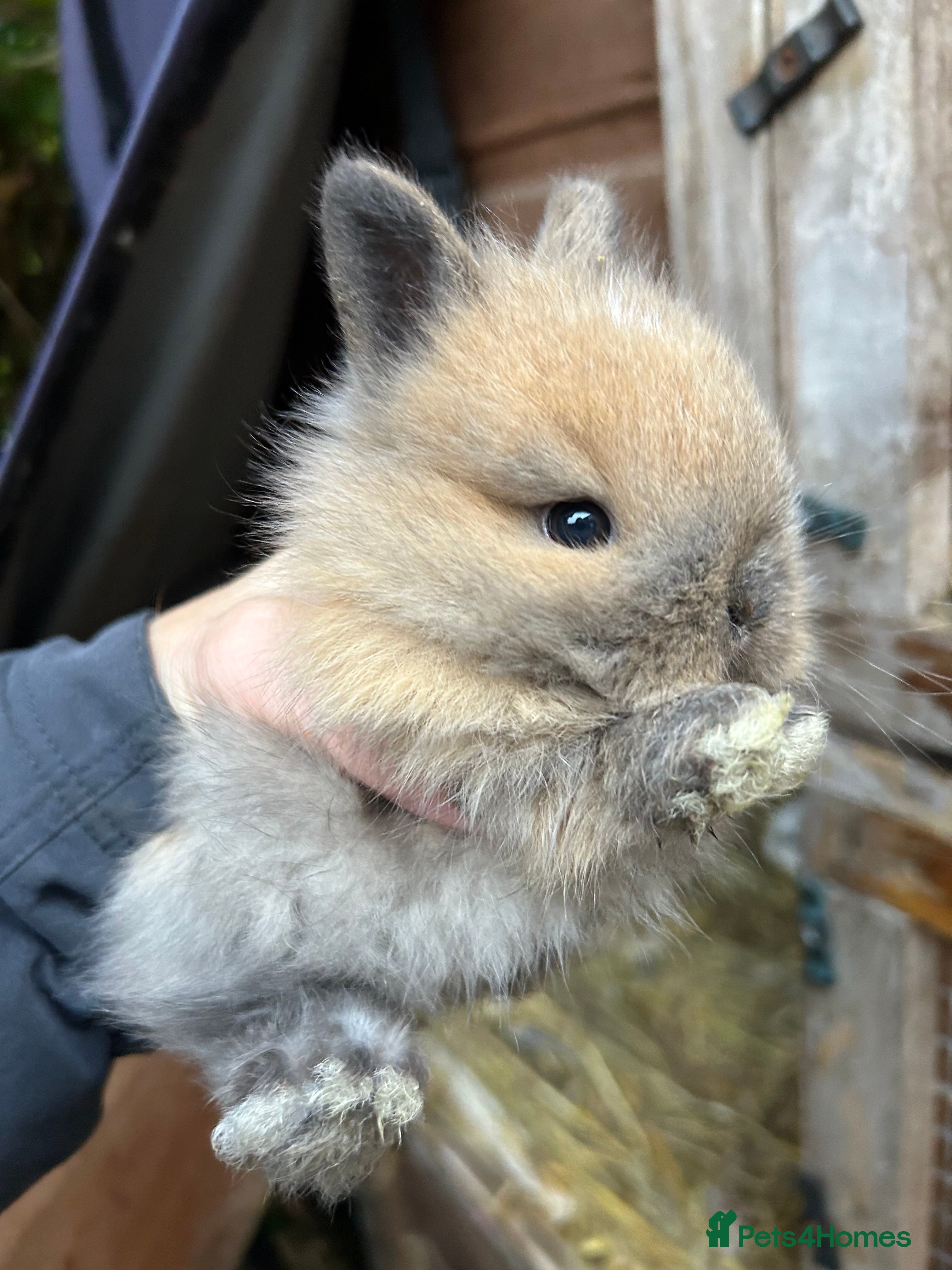 Netherland Dwarf rabbits Pure Netherland dwarf & mini angora X ND babies - Advert 1